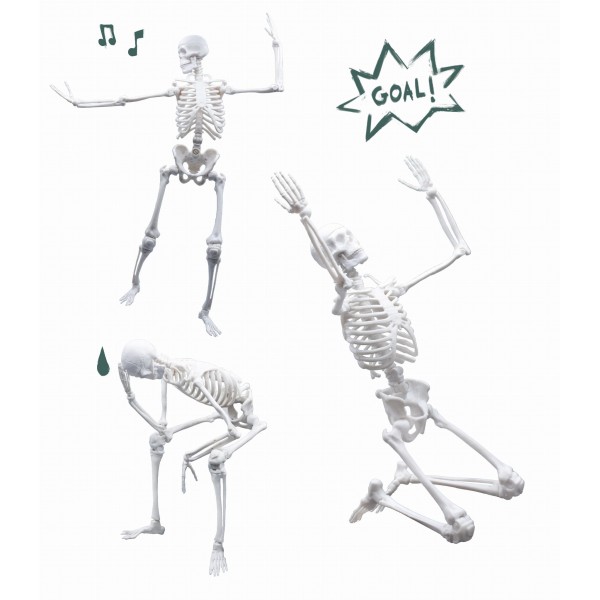 Szkielet człowieka 45cm, Buki